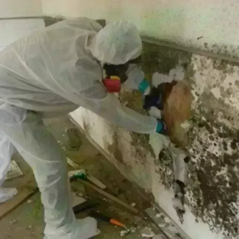 Mold Remediation and Removal in Rogers, AR